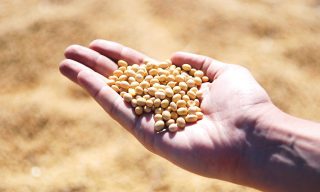 スーパー発芽大豆って実は栄養価が低い?大豆製品と比較した結果とは