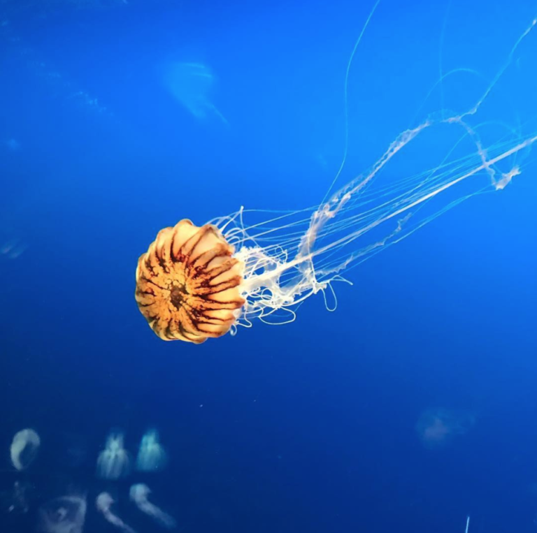 【画像あり】綺麗なクラゲに癒される。ぷかぷか浮遊するクラゲの魅力 | 癒しモーメント
