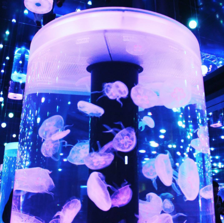 【画像あり】綺麗なクラゲに癒される。ぷかぷか浮遊するクラゲの魅力 | 癒しモーメント