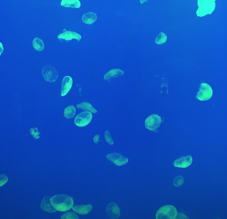 【画像あり】綺麗なクラゲに癒される。ぷかぷか浮遊するクラゲの魅力 | 癒しモーメント