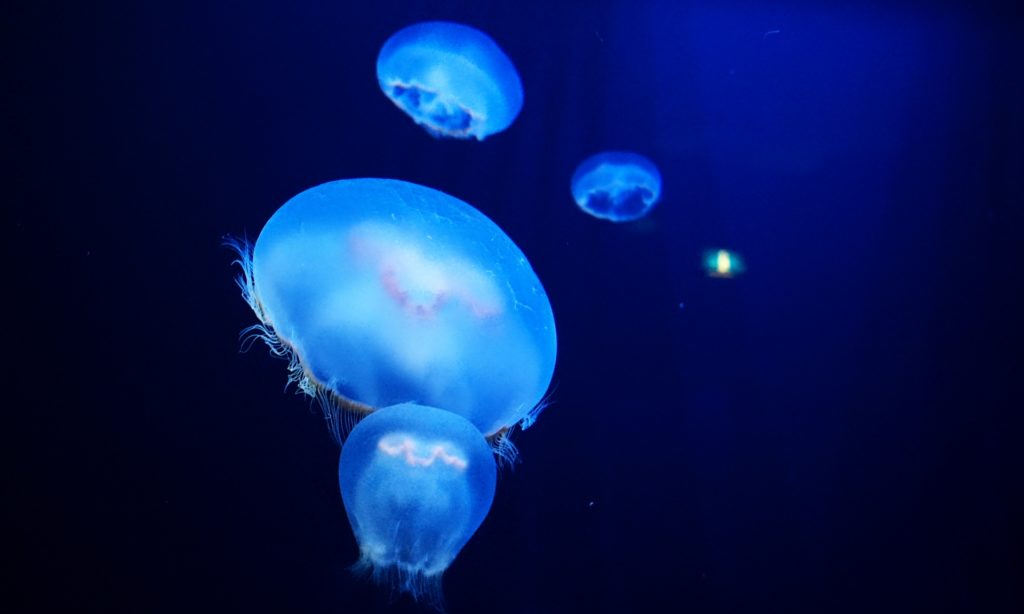 【画像あり】綺麗なクラゲに癒される。ぷかぷか浮遊するクラゲの魅力 | 癒しモーメント