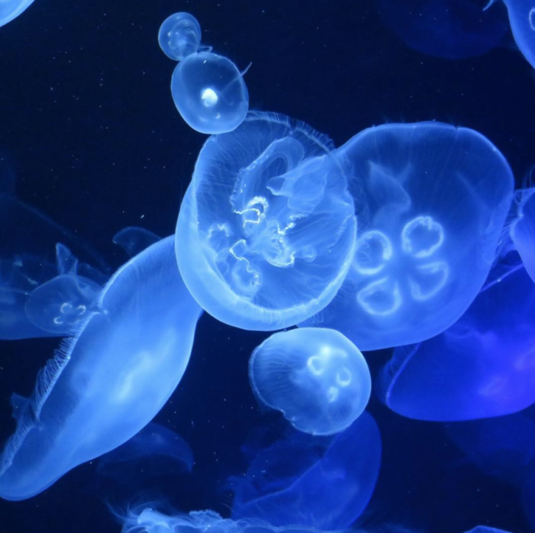 【画像あり】綺麗なクラゲに癒される。ぷかぷか浮遊するクラゲの魅力 | 癒しモーメント