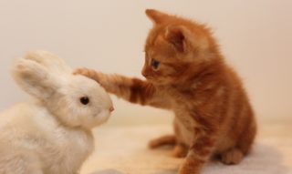癒し効果抜群!可愛くて胸キュンする動物画像23選