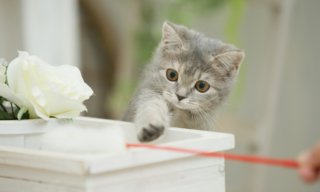 【おすすめ】心から癒される動画12選。ほんわか気持ちが温まる!