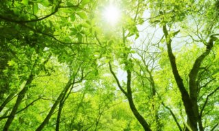 森林浴の8つの効果がすごい!持続時間や注意点などを知って体験しよう