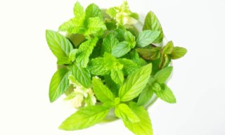 ミントに秘められた9つの効能。虫除け効果や使い方など徹底解説!