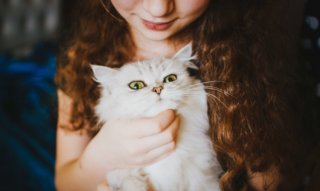 【画像あり】猫の8つの癒し効果が絶大!猫にほっこり癒されよう